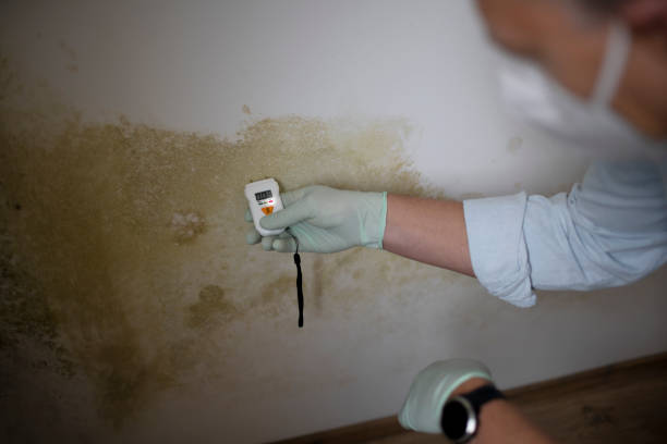 Mold Removal and Inspection in Lula, GA