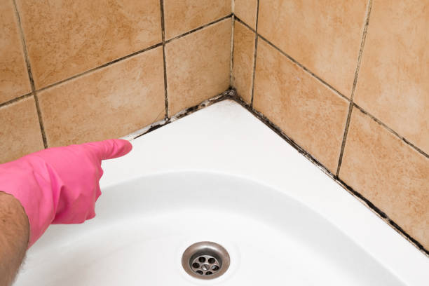 Best Black Mold Removal  in Lula, GA